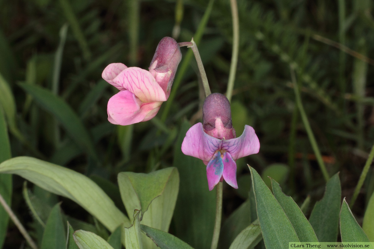 Gökärt, Lathyrus linifolius